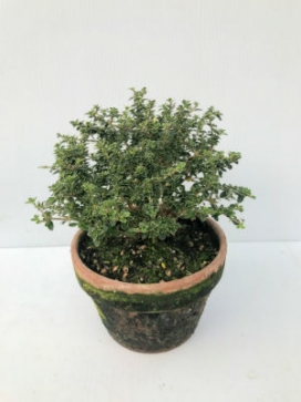 SERISSA foetida White Globe 6 Clay